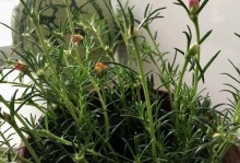如何培养慢开的向日葵（以“生长条件”为例，探讨向日葵开花速度的调控方式）