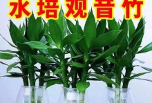 以水养转运竹子的秘诀（打造健康、茁壮的转运竹，享受幸福与繁荣）