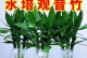 以水养转运竹子的秘诀（打造健康、茁壮的转运竹，享受幸福与繁荣）