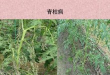 番茄青枯病的防治方法（预防、治疗与管理）