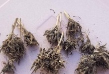 花毛茛的养护技巧（打造花海般的花毛茛，从这里开始！）