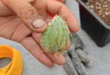 仙人掌为何会烂掉？（探究仙人掌烂掉的原因及预防方法）