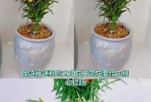 以太阳花插枝的种植方法（如何成功地将以太阳花进行插枝繁殖）