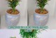 以太阳花插枝的种植方法（如何成功地将以太阳花进行插枝繁殖）