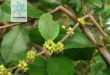 雀梅是否为常绿植物？（探究雀梅的生长特点及常绿属性）