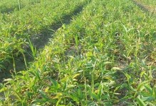 半夏病虫害防治技术措施（从源头控制，多种手段联合，保障产量）
