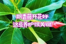 探秘飘香藤叶子变绿的奥秘（解析飘香藤叶子绿化的关键因素与过程）