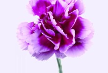 黄康乃馨花语解析（花语象征什么，了解一下）