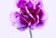 黄康乃馨花语解析（花语象征什么，了解一下）