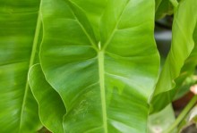 滴水观音老开花不长叶子的原因解析