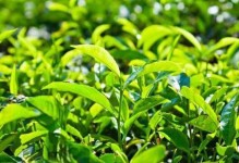 茶叶是什么植物？——介绍中国茶文化