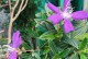 如何成功养护牡丹树（种植技巧、管理要点与疾病防治）