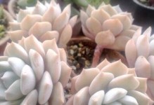 白牡丹多肉的种植与养护技巧（掌握白牡丹多肉的关键，打造美丽多肉花园）