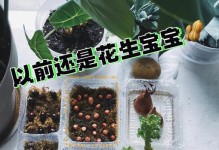 花生水培全攻略（水培方法与注意事项详解）