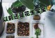 花生水培全攻略（水培方法与注意事项详解）