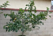 家庭种植山楂树的种植与养护方法（打造自家果园，享受品质生活）