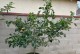 家庭种植山楂树的种植与养护方法（打造自家果园，享受品质生活）