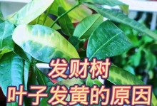 发财树叶子黄了怎么办？（如何挽救发财树叶子变黄的情况，让它重新焕发生机）