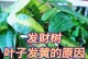 发财树叶子黄了怎么办？（如何挽救发财树叶子变黄的情况，让它重新焕发生机）