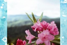 探秘尼泊尔国花——罂粟花（罂粟花的特点与文化意义）