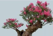 打造紫薇花盆景的秘诀（以紫薇花修成盆景，实现花园艺术之美）