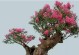 打造紫薇花盆景的秘诀（以紫薇花修成盆景，实现花园艺术之美）