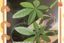 发财树长斑点的原因与处理方法（探究发财树叶子出现斑点的原因，提供有效的处理方法）
