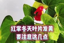 红掌病黄叶处理方法（教你如何有效处理红掌病黄叶，让你的红掌恢复健康生长）
