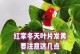 红掌病黄叶处理方法（教你如何有效处理红掌病黄叶，让你的红掌恢复健康生长）