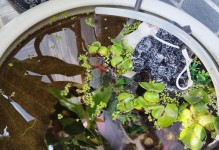 快速繁殖浮萍的方法与技巧（利用养殖技术加速浮萍繁殖，让水面绿意盎然）