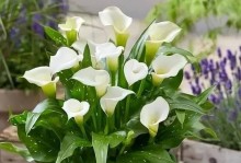 马蹄莲花开花季节及（探寻马蹄莲的花期和魅力）