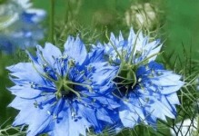 草本花的养殖方法和注意事项（让你的草本花茁壮成长，不再死于无妄之灾）