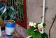 金银花水养之道（掌握关键技巧，让金银花健康茁壮生长）