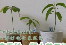 芒果的生长过程（从花朵到成熟果实，探究芒果的成长历程）