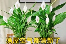 水培之道（探秘水培的奥秘，打造一凡风顺花的繁花世界）