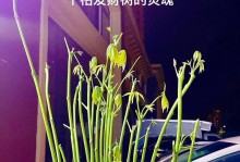 发财树树干发霉白色怎么处理？（解决发财树树干发霉白色问题的方法和技巧）