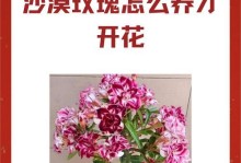 追寻沙漠玫瑰（探寻沙漠玫瑰的美丽与独特——沙漠玫瑰的生长环境、特点及保护）