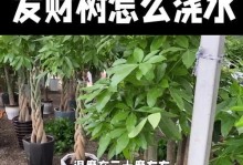 发财树土的配搭和养护方法（打造繁茂翠绿的发财树丛林，从土开始）