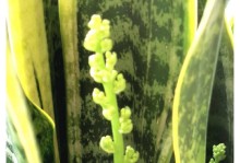 虎皮兰开花的颜色和样子（探秘虎皮兰花朵的神秘之处）