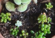 黄金万年草的养殖技巧（打造茂盛的黄金万年草园）