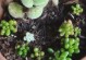 黄金万年草的养殖技巧（打造茂盛的黄金万年草园）