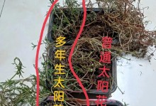 以太阳花的水培开花技巧（如何让以太阳花在水中绽放出美丽的花朵）