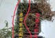 以太阳花的水培开花技巧（如何让以太阳花在水中绽放出美丽的花朵）