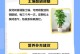 如何救治发财树叶子黄烂的情况（发财树叶子黄烂了怎么办？一起来看看专家的建议吧！）