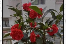 花枯萎了，如何挽救？（关注花的生长环境，救活你的花朵！）