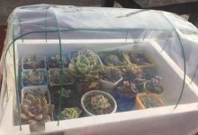 冬天如何保暖室内植物（家里养的植物需要特殊关照，）