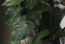 应对盆花红蜘蛛的方法与注意事项（保护盆花免受红蜘蛛的侵害，让花朵健康绽放）