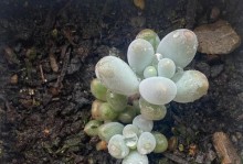 多肉叶片发芽的秘密（从叶片到新生命，探索多肉植物的繁衍奥秘）