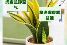 虎皮兰的花香味是否有毒？（了解虎皮兰的香味和毒性）