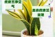 虎皮兰的花香味是否有毒？（了解虎皮兰的香味和毒性）